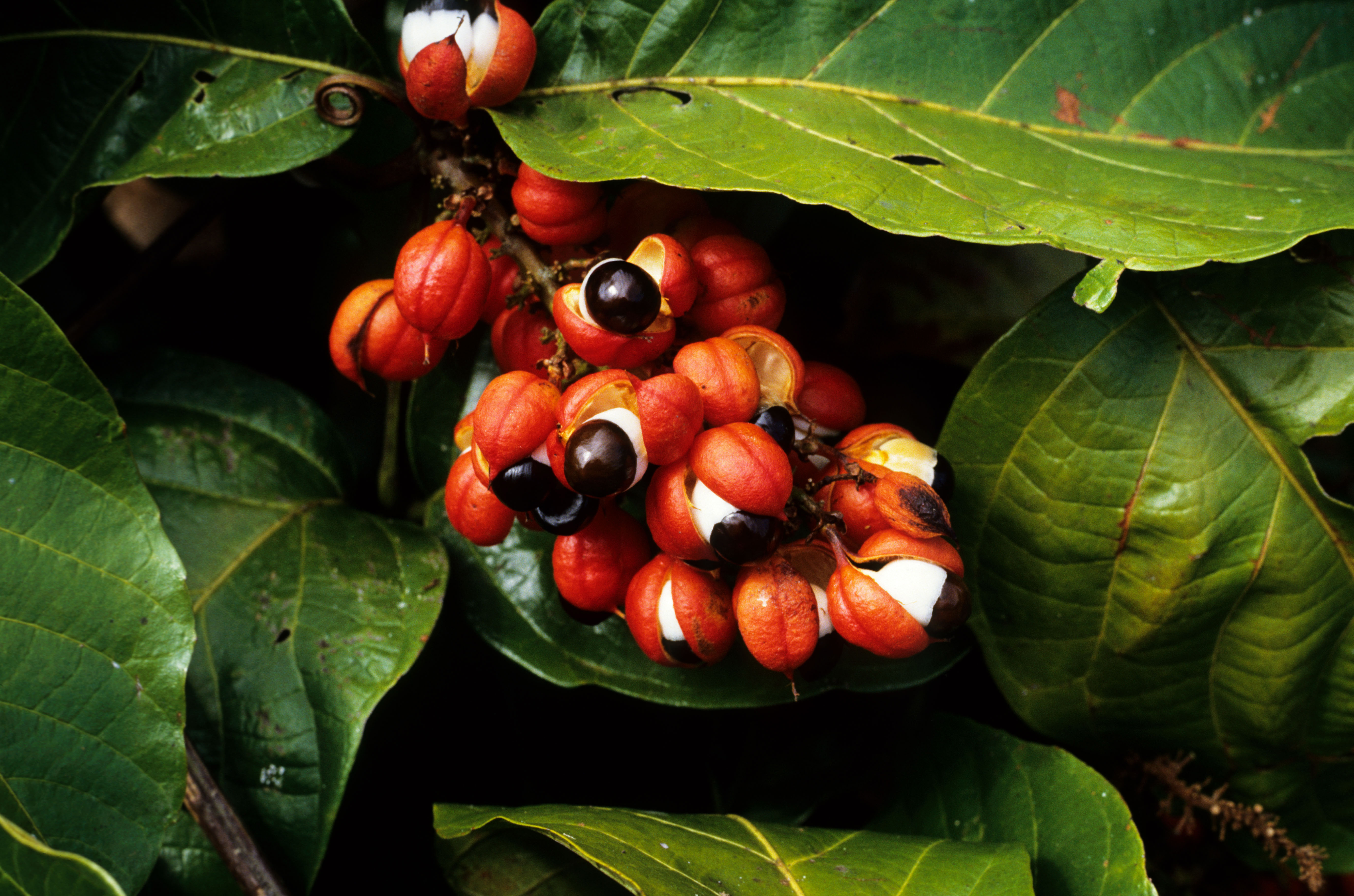 Гуарана польза. Paullinia cupana. Гуарана (Paullinia cupana, Sapindaceae). Плод растения гуарана.