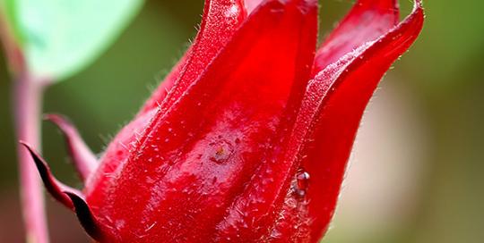 Hibiscus Flower