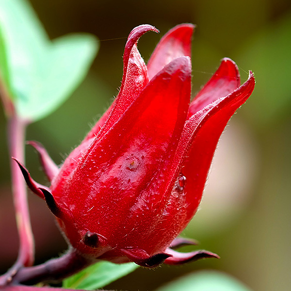 Hibiscus Flower