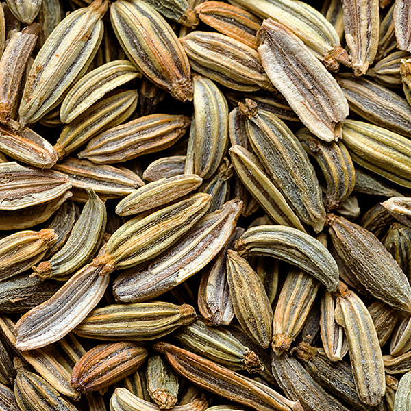 Fenouil en graines Sénégal