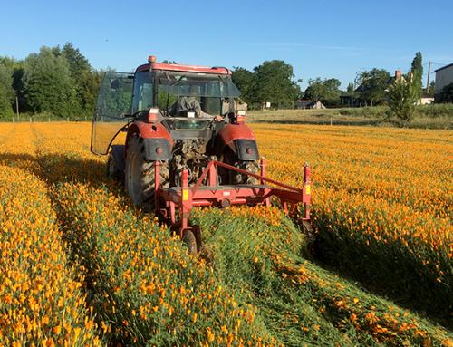 New Growing Fields